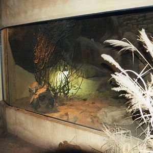 Fennec Fox Inside Exhibit