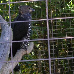 Crowned Eagle 1-12-09