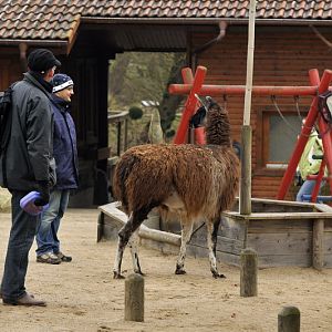 Llama at Grömitz