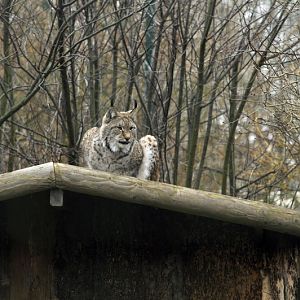 Lynx at Grömitz