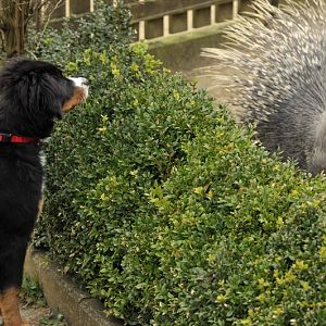 Porcupine at Grömitz