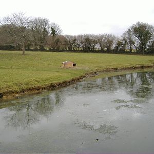 capybara, rhea at dartmoor zoo