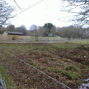 Tapir Paddock dartmoor
