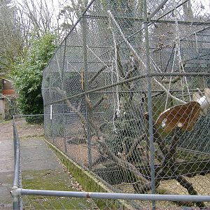 vervet monkey dartmoor