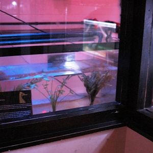 Sea Life Centre Brighton 2009