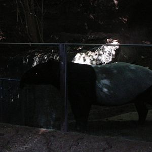 Tapir 1-12-09