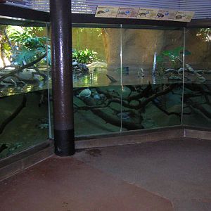 Turtle Exhibut 1-12-09