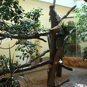 Indoor koala exhibit @Schonbrunn Zoo, Vienna; 21.04.08