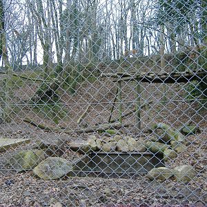 tiger ridge dartmoor