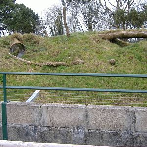 empty big cat enclosure dartmoor