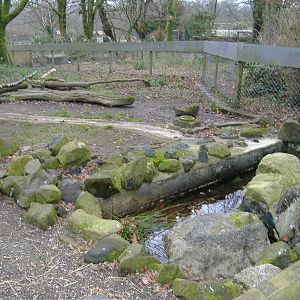 asian otters dartmoor