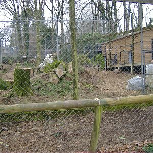 new siberian lynx exhibit dartmoor