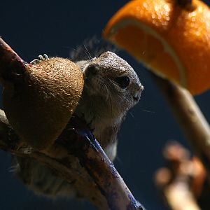 Anthelope ground squirrel
