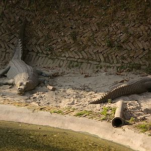 Male and female gharial
