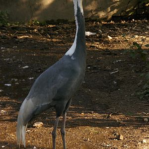White-naped crane