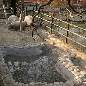 Hippo enclosure