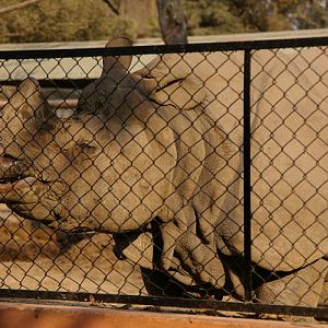 Indian Rhino