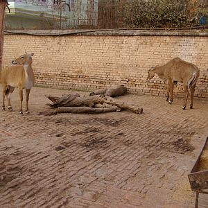 Nilgai enclosure