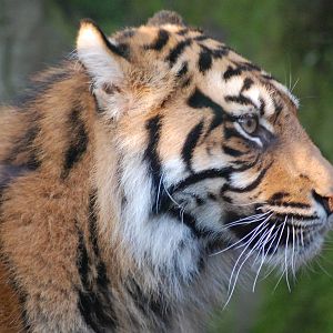 Sumatran Tiger