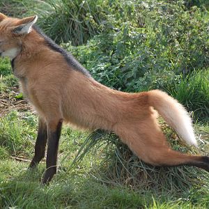 Maned Wolf