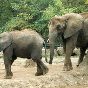 African elephants-Mother with calf