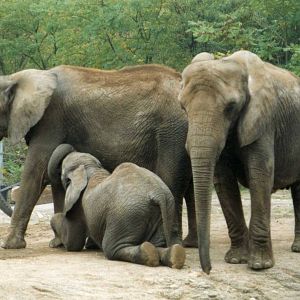 A little bit too old for milk ?