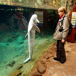 Orinoki river dolphin