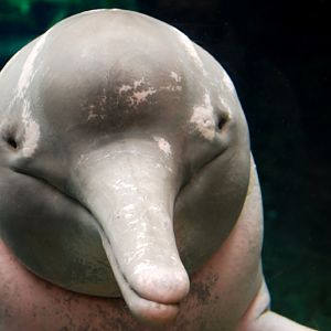 Orinoko river dolphin