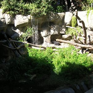 Spectacled Bear Exhibit 1-15-09