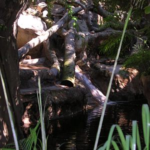 Sun Bear Exhibit 1-15-09