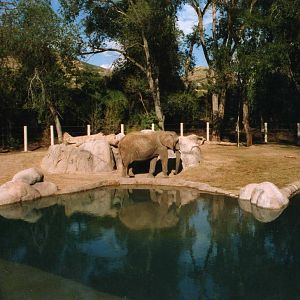 Elephant exhibit