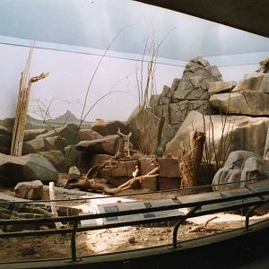 Big Terrarium for Desert Reptiles