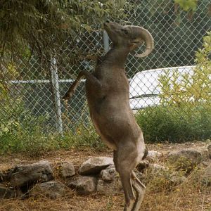 Desert Bighorn