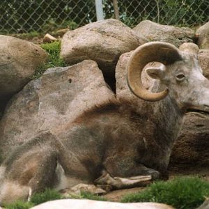 Stone Sheep