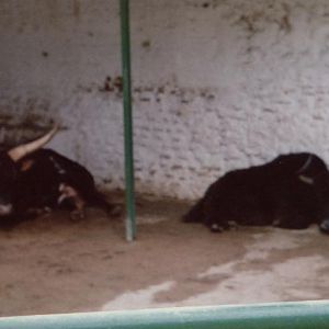 watussi bull and yak