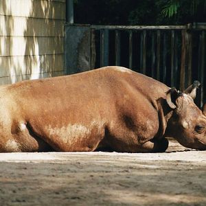 Southern Black Rhion Bull