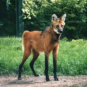 Maned Wolf