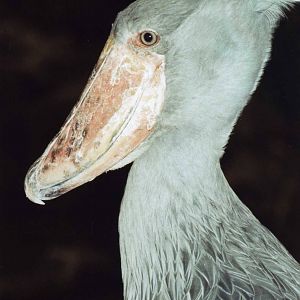 Shoebill