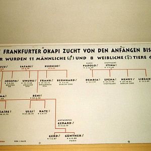 History of Okapi Breeding
