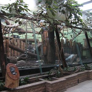 Gorilla Inside Exhibit
