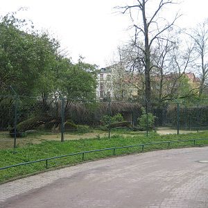 African wildog Exhibit