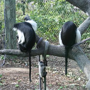 Colobus from Base Camp
