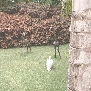 Statues at Loro Parque, 21 May 2004