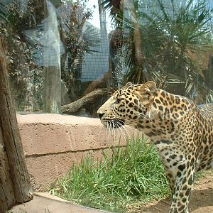 Leopard at Aguilas Jungle Park in Tenerife, 19 May 2004