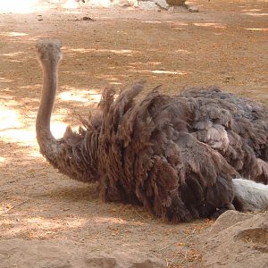 ostrich at Valencia Zoo