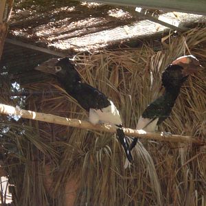 hornbills? at Valencia Zoo