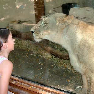 girl looking at lioness, Valencia Zoo