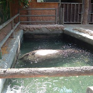 hippo at Valencia Zoo