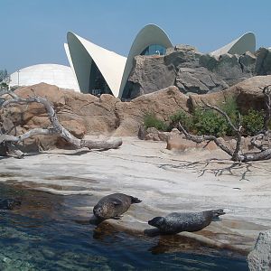 seals at l'Oceanografic Valencia