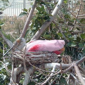 nesting roseate spoonbills at L'Oceanografic Valencia